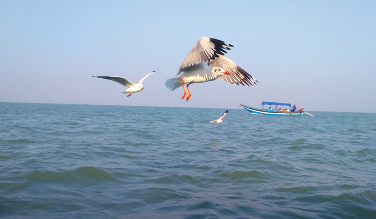 Chilika-lake