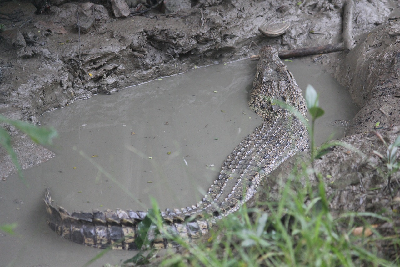 sundarbans