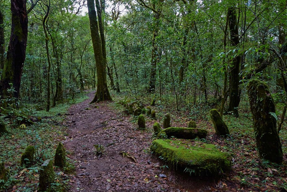 Mawphlang-Sacred-Grove