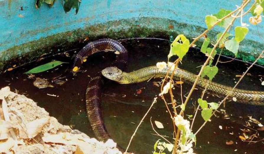 Parassinikkadavu-Snake-Park