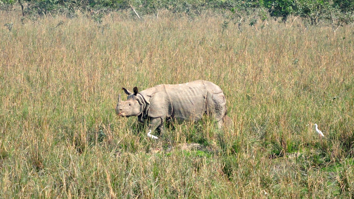 Pobitora-Wildlife-Sanctuary