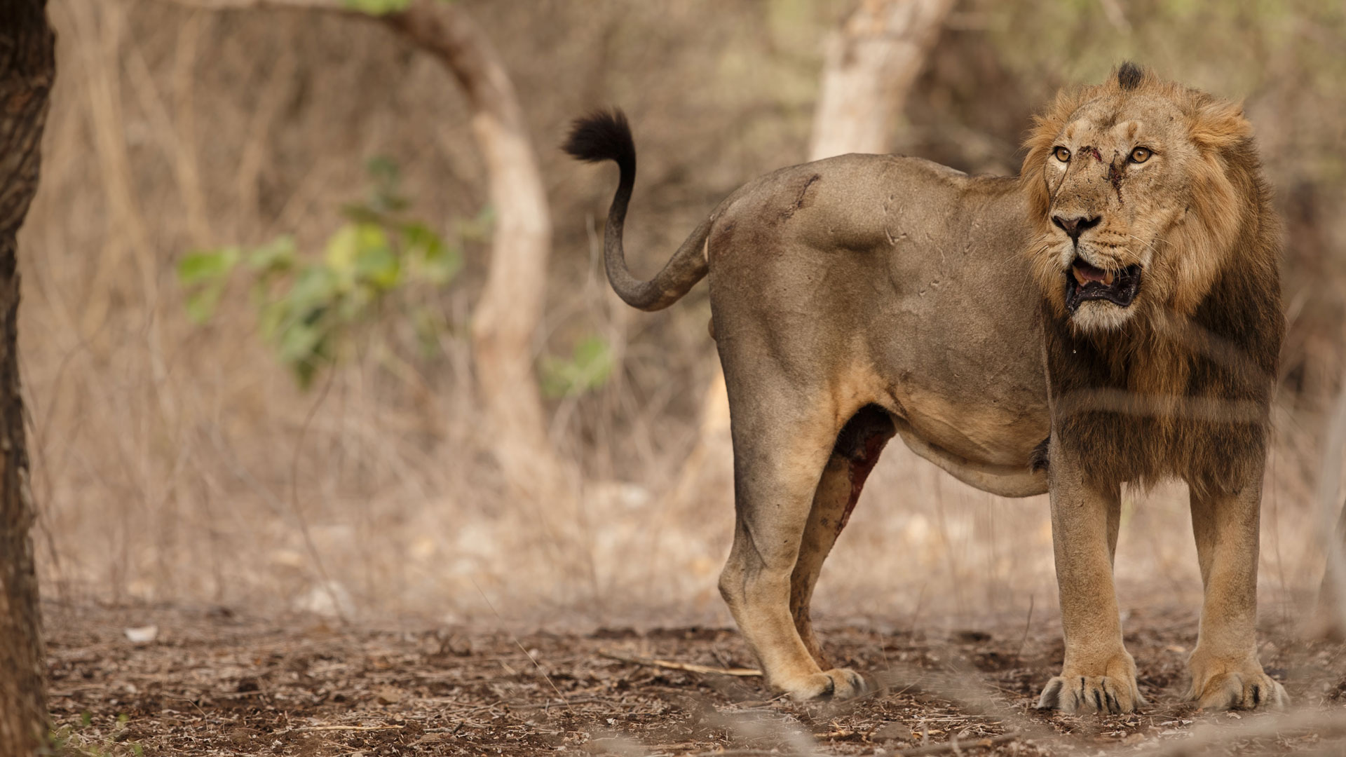 Sasan-Gir-National-Park