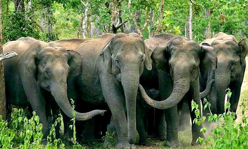 Bandipur-Wildlife-Sanctuary