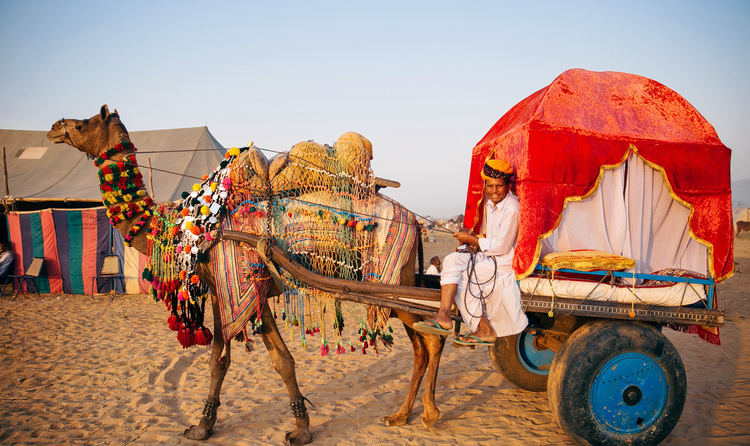 Camel-Rides-jaipur