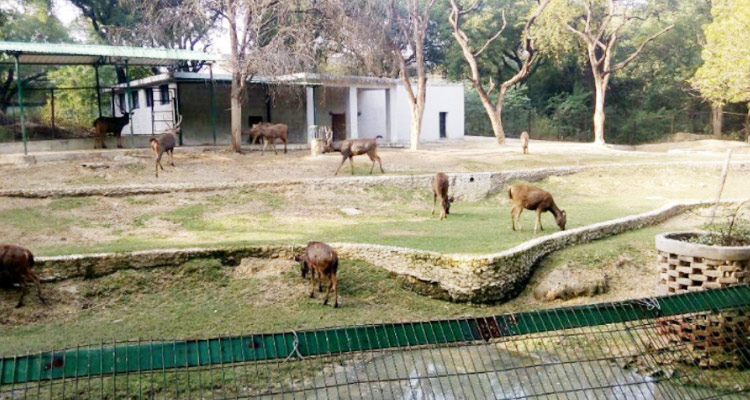 The-Allen-Forest-Zoo