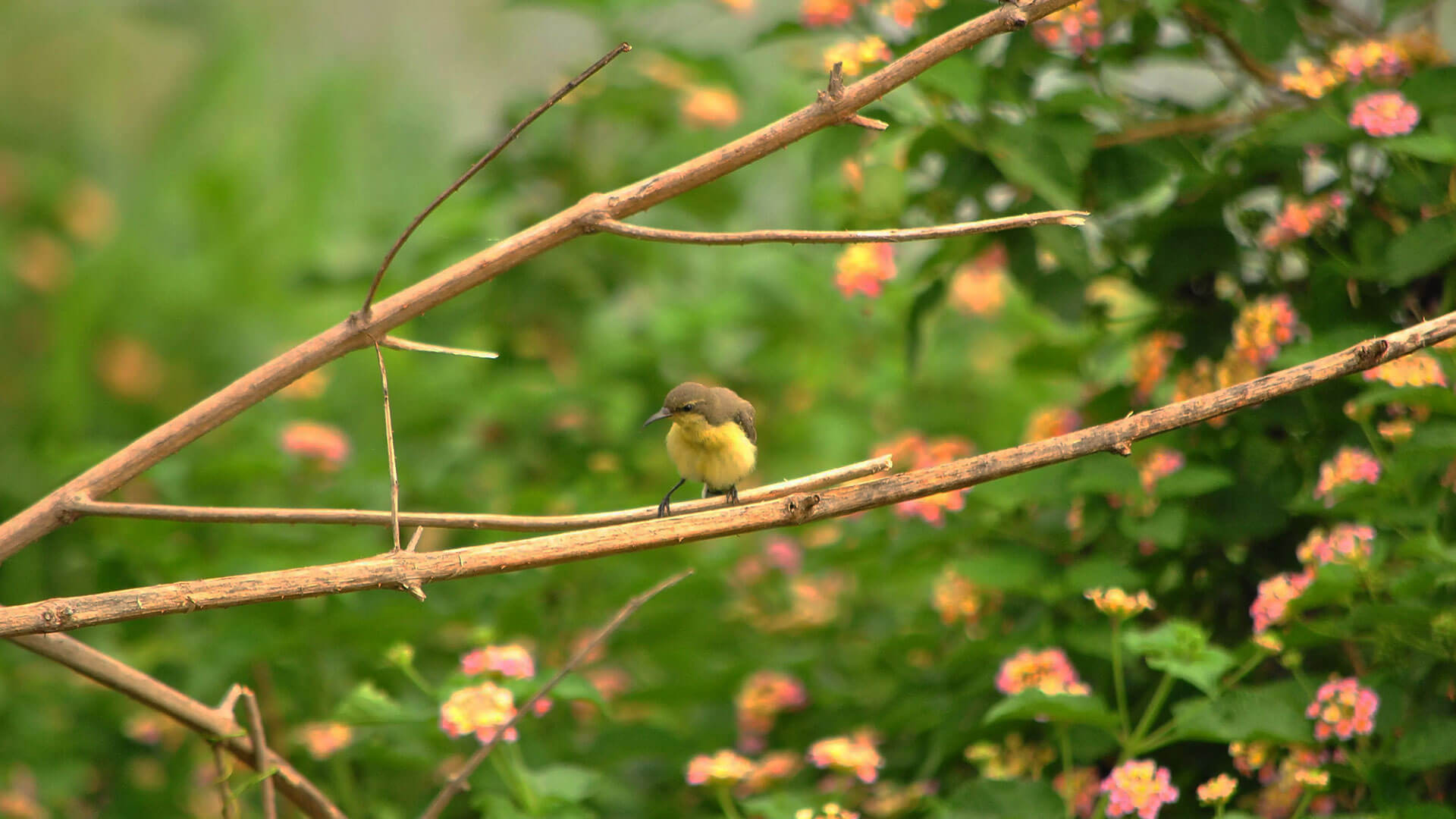 Okhla-Bird-Sanctuary