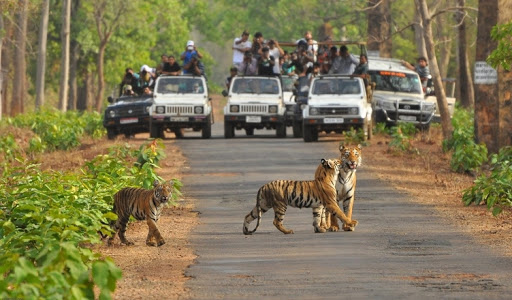 Bannerughatta-Wildlife-Sanctuary