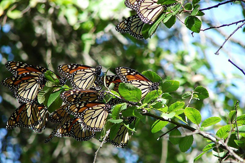 Butterfly-Park