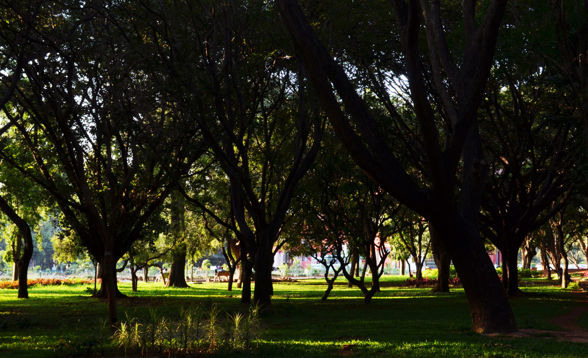 Cubbon-Park-bangalore