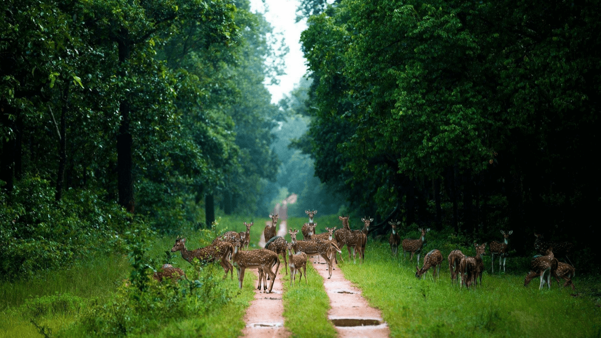Barnawapara-Wildlife-Sanctuary