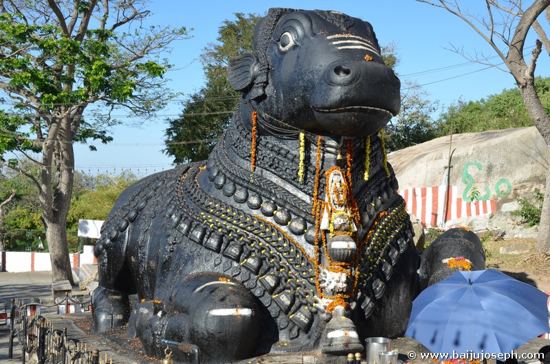 Chamundi-Hill-Bull-Statue