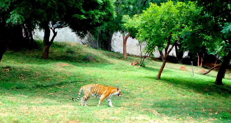 Indira-Gandhi-Zoological-Park