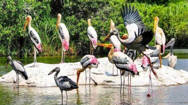 Kumarakom-Bird-Sanctuary