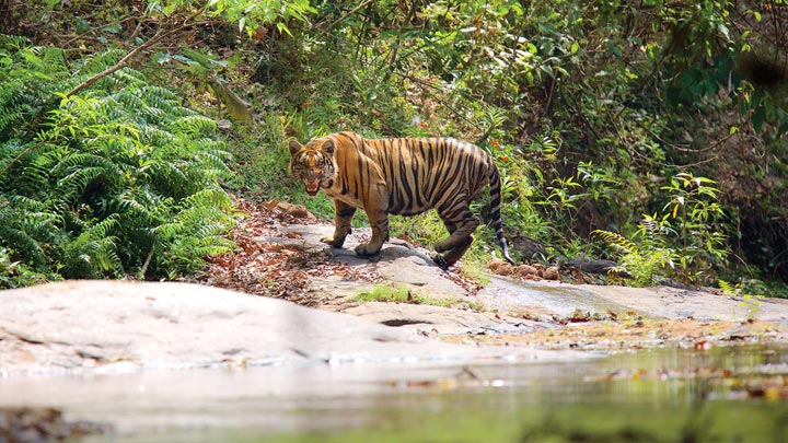 PARAMBIKKULAM-WILDLIFE-SANCTUARY