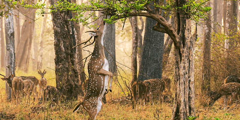 Sitanadi-Wildlife-Sanctuary