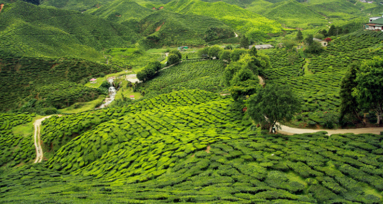 Darjeeling