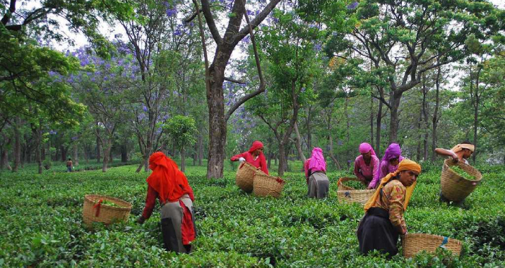 Bir Tea Factory